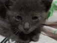 Filhote de gato