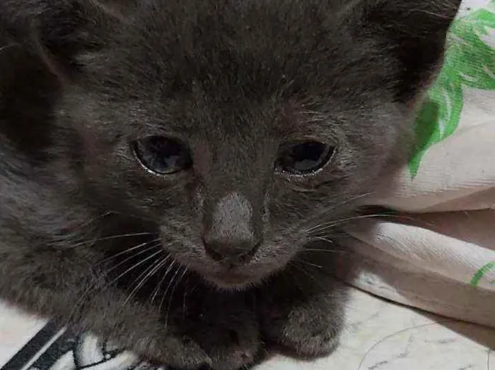 Gato ra a Descinhecida  idade Abaixo de 2 meses nome Filhote de gato