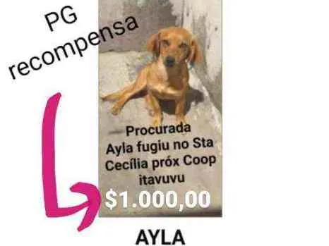 Cachorro ra a Srd idade 1 ano nome Ayla