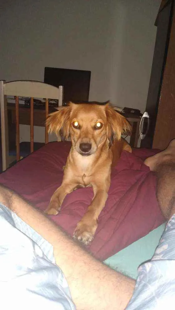 Cachorro ra a Srd idade 1 ano nome Ayla