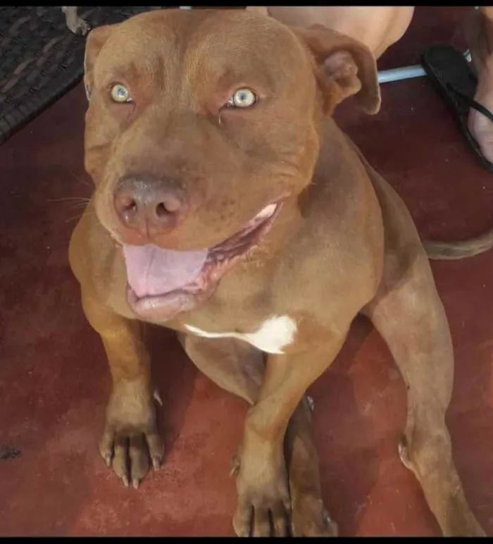 Cachorro ra a Pitbull idade 2 anos nome Bruce