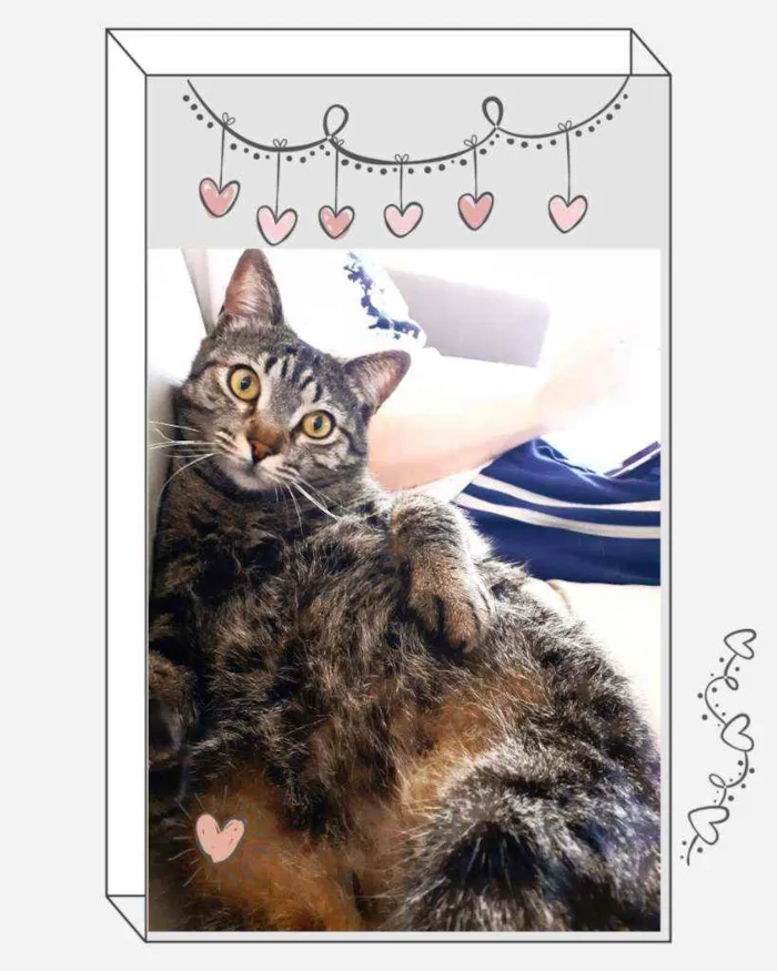 Gato ra a Srd idade 2 anos nome Romeu