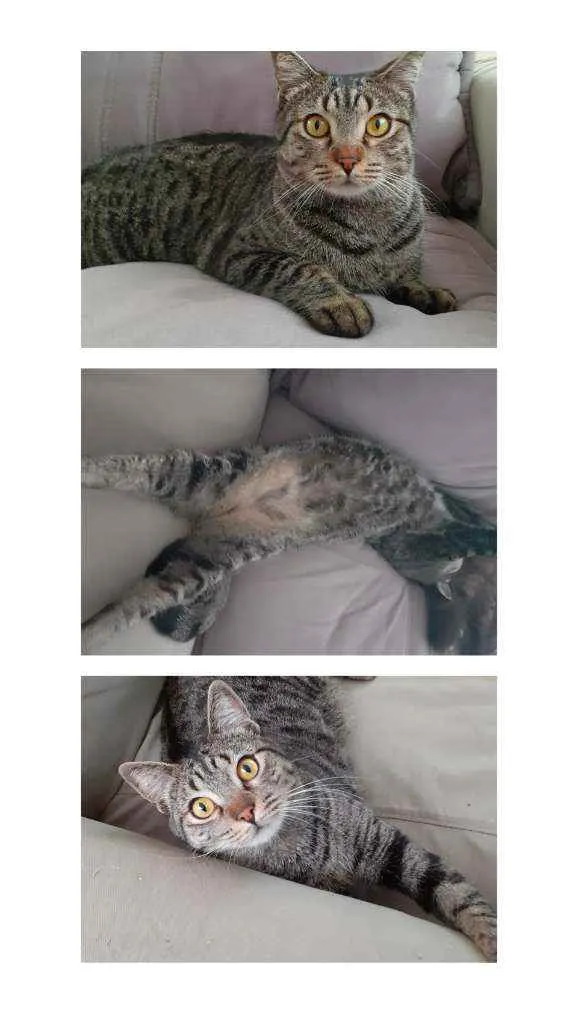 Gato ra a Srd idade 2 anos nome Romeu