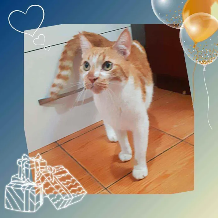 Gato ra a Srd idade 5 anos nome Dolph
