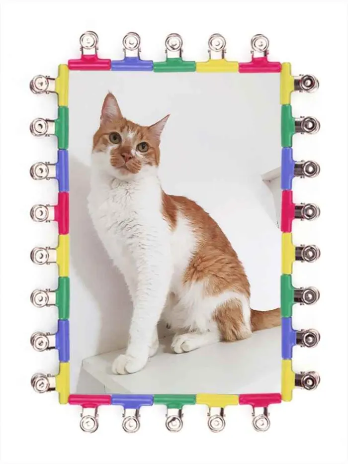 Gato ra a Srd idade 5 anos nome Dolph