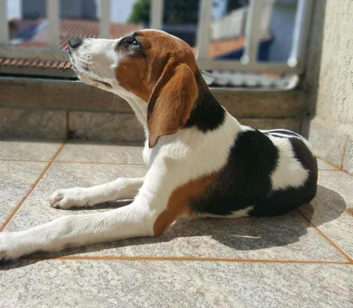 Cachorro ra a Mestiço Beagle idade 1 ano nome Marlon