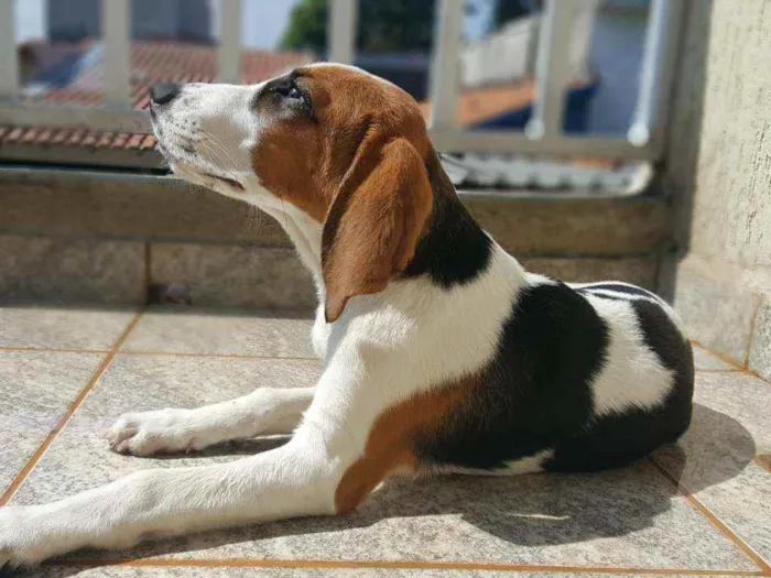 Cachorro ra a Mestiço Beagle idade 1 ano nome Marlon
