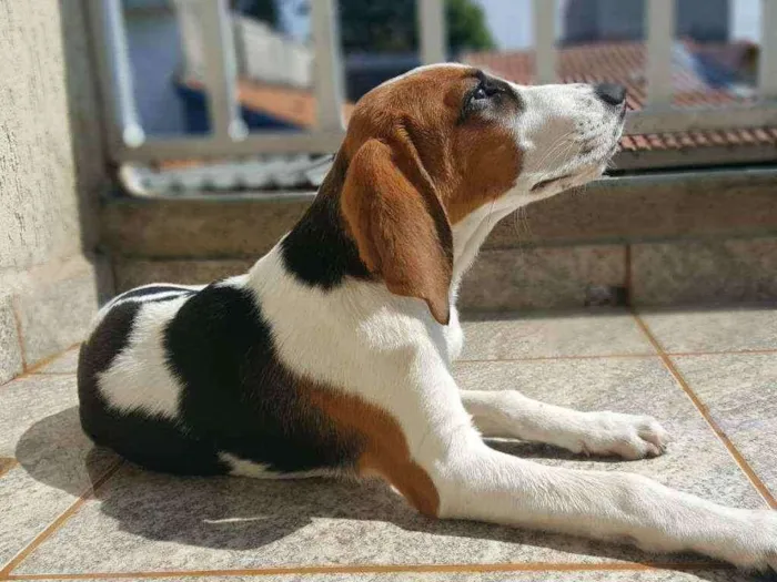 Cachorro ra a Mestiço Beagle idade 1 ano nome Marlon