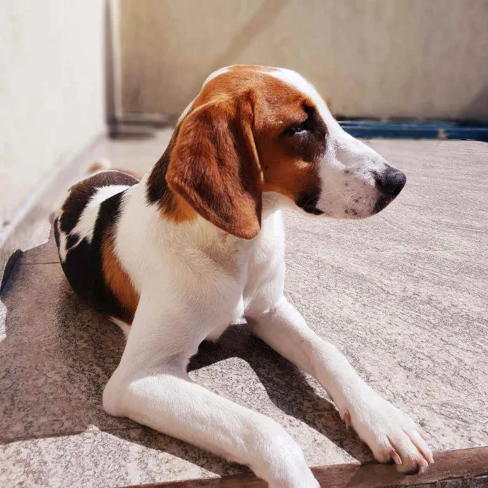 Cachorro ra a Mestiço Beagle idade 1 ano nome Marlon