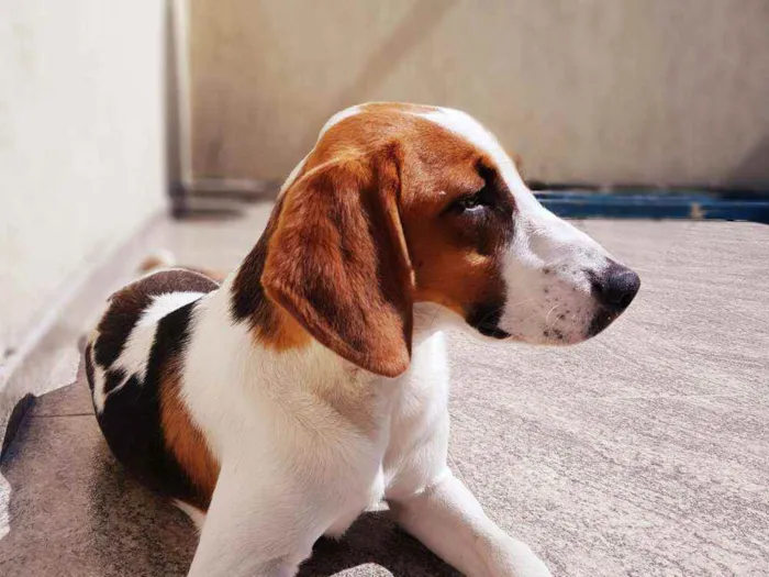 Cachorro ra a Mestiço Beagle idade 1 ano nome Marlon