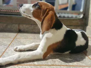 Cachorro raça Mestiço Beagle idade 1 ano nome Marlon