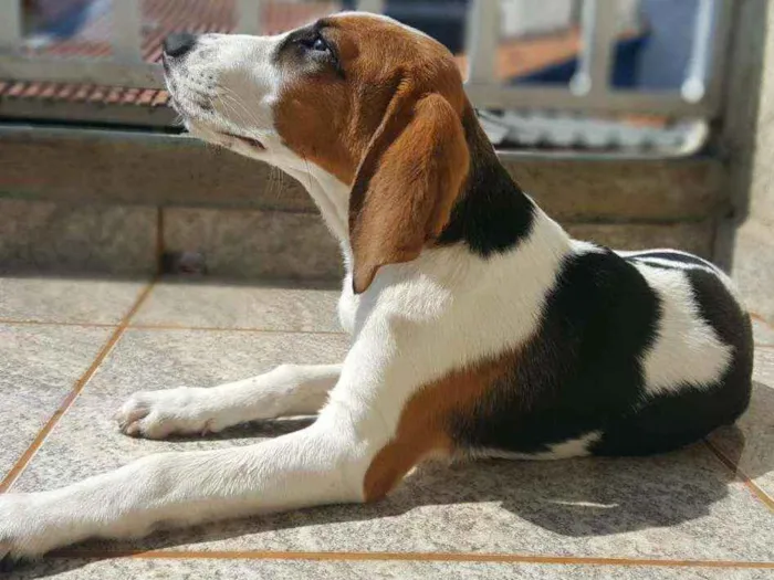 Cachorro ra a Mestiço Beagle idade 1 ano nome Marlon