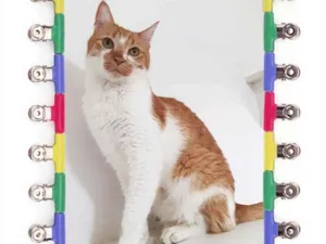 Gato raça Srd idade 5 anos nome Dolph