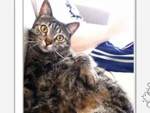 Gato raça Srd idade 2 anos nome Romeu