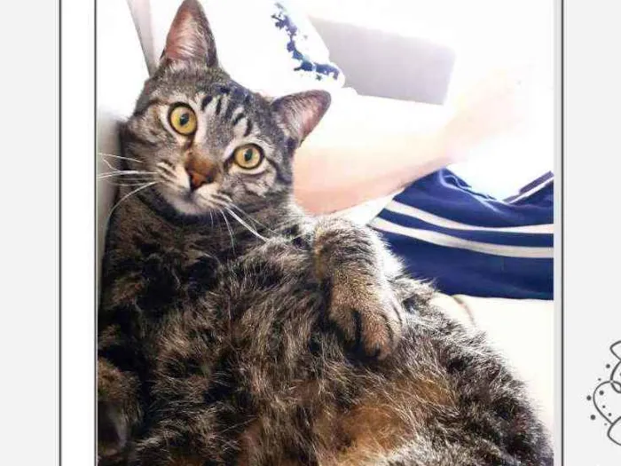 Gato ra a Srd idade 2 anos nome Romeu