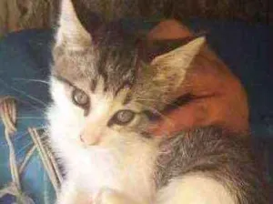 Gato raça SRD idade 2 a 6 meses nome Não tem