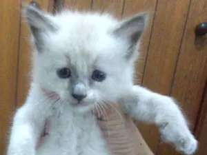Gato raça siames idade Abaixo de 2 meses nome não tem