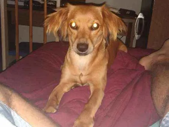 Cachorro ra a Srd idade 1 ano nome Ayla