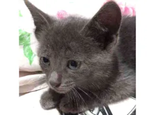 Gato raça Descinhecida  idade Abaixo de 2 meses nome Filhote de gato