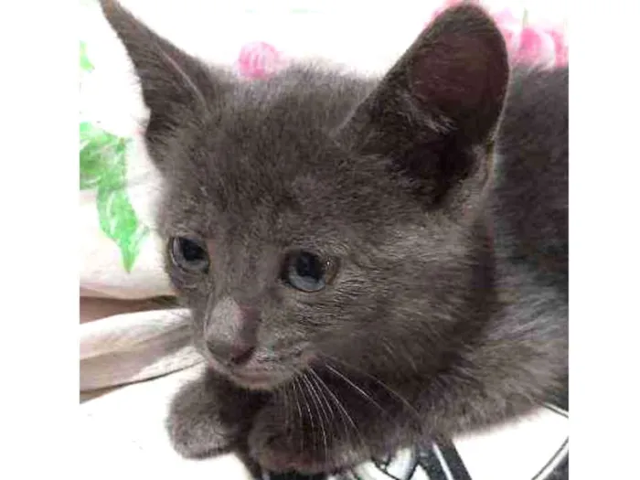 Gato ra a Descinhecida  idade Abaixo de 2 meses nome Filhote de gato