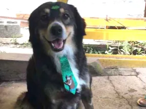 Cachorro raça SRD-ViraLata idade 4 anos nome Scooby