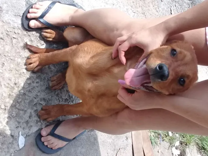 Cachorro ra a Não sabemos idade 7 a 11 meses nome Mel