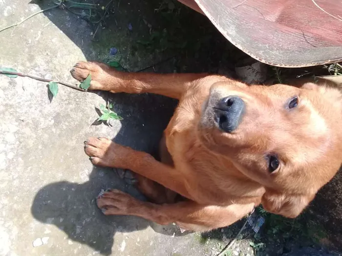 Cachorro ra a Não sabemos idade 7 a 11 meses nome Mel