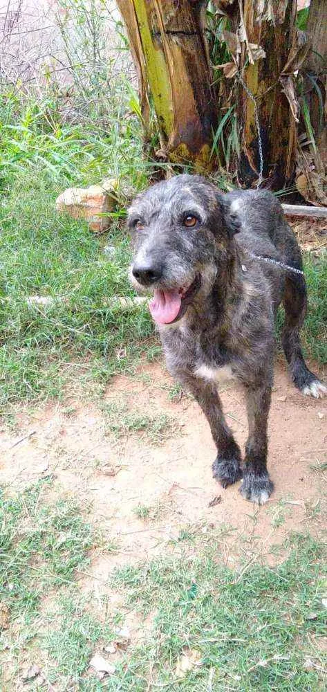 Cachorro raça Não definida idade 2 anos nome Júlia