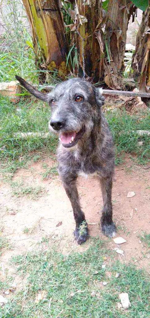 Cachorro raça Não definida idade 2 anos nome Júlia