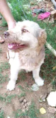Dengoso