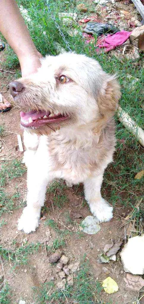 Cachorro ra a RND idade 1 ano nome Dengoso