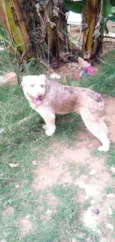 Dengoso