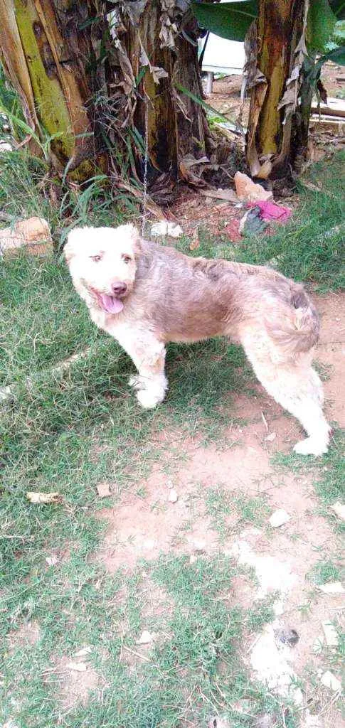 Cachorro ra a RND idade 1 ano nome Dengoso