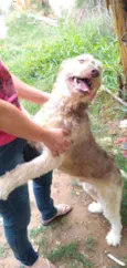 Dengoso
