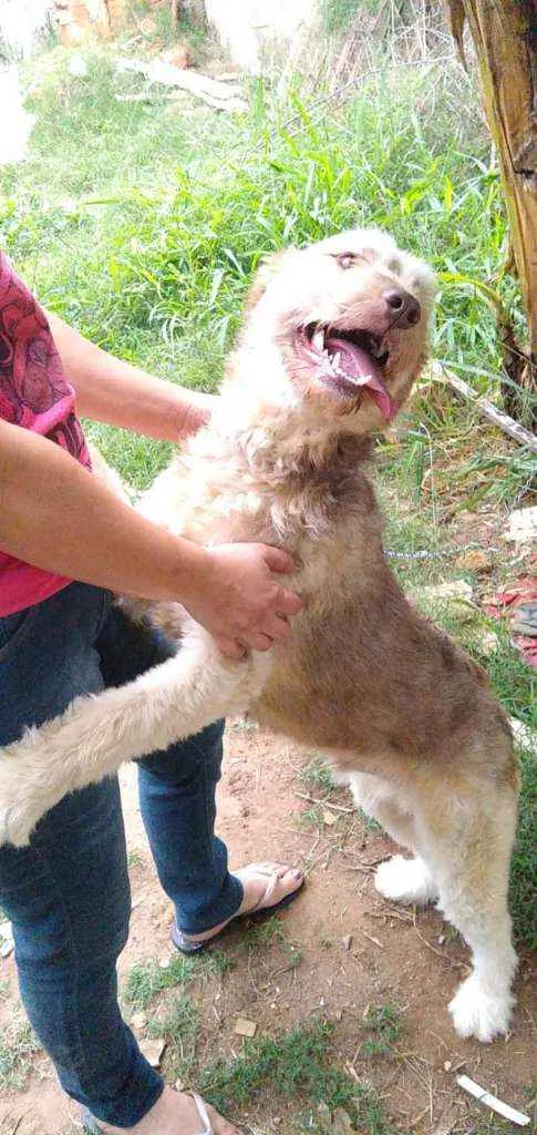 Cachorro ra a RND idade 1 ano nome Dengoso