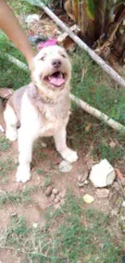 Dengoso