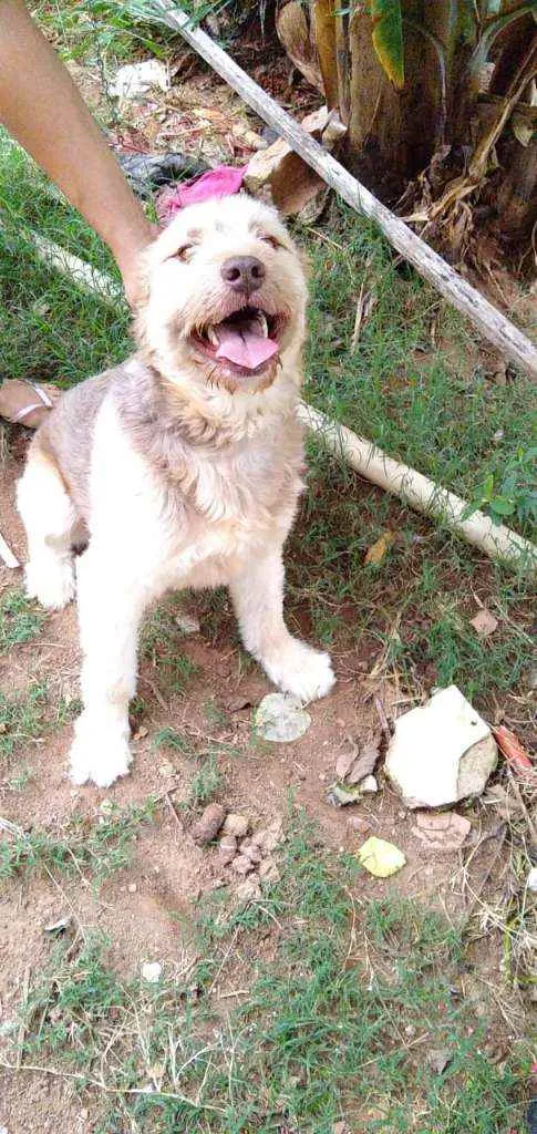 Cachorro ra a RND idade 1 ano nome Dengoso