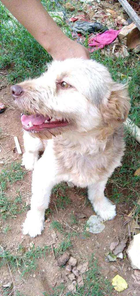 Cachorro ra a RND idade 1 ano nome Dengoso