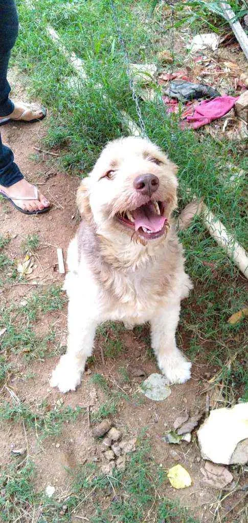 Cachorro ra a RND idade 1 ano nome Dengoso