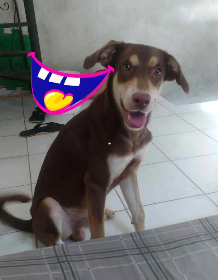 Cachorro ra a indefinida  idade 2 anos nome Spike 