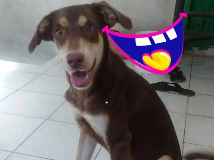 Cachorro ra a indefinida  idade 2 anos nome Spike 
