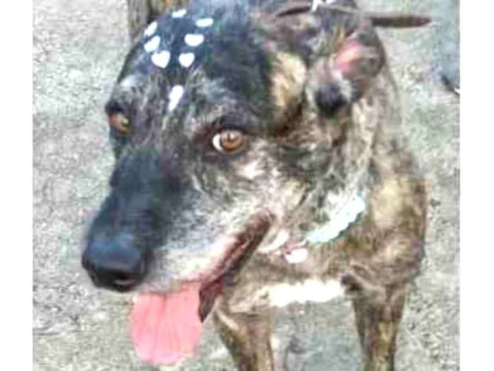 Cachorro raça Não definida idade 2 anos nome Júlia