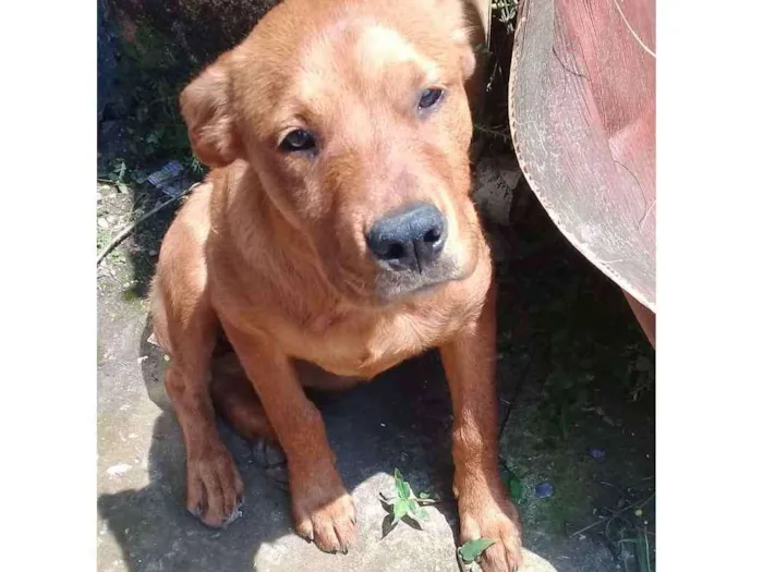 Cachorro ra a Não sabemos idade 7 a 11 meses nome Mel