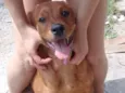Mel