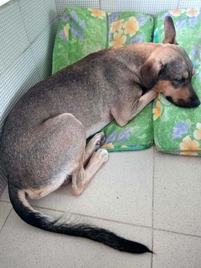 Cachorro ra a SRD idade 1 ano nome Mob