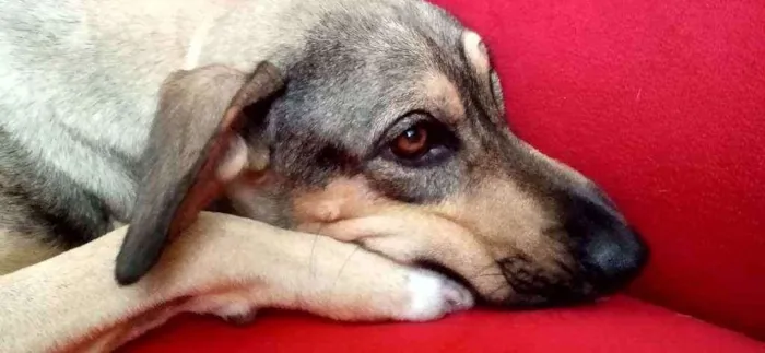 Cachorro ra a SRD idade 1 ano nome Mob