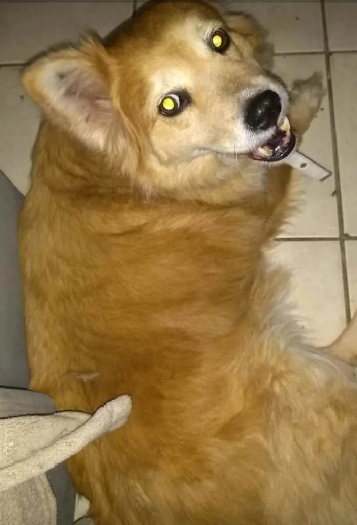 Cachorro ra a SRD idade 5 anos nome Princesa
