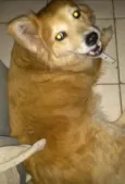 Princesa