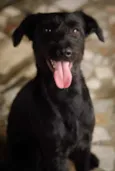 Tobias