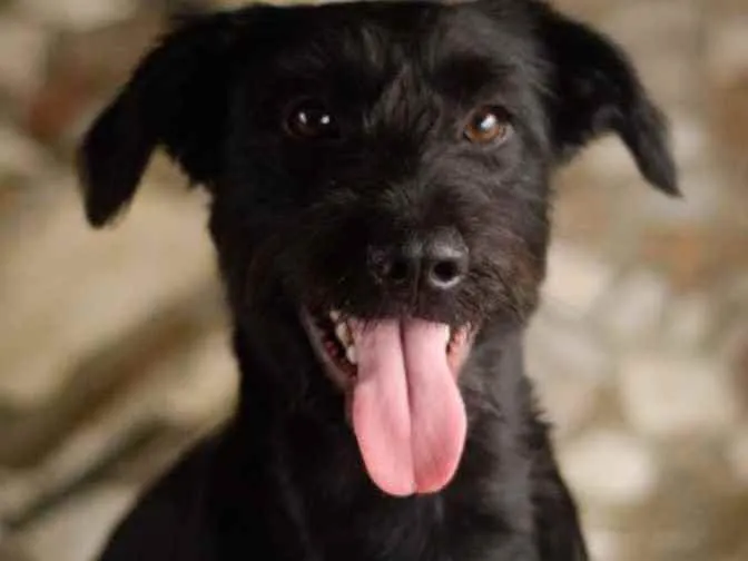 Cachorro ra a Labrador com Schnauzer  idade 1 ano nome Tobias